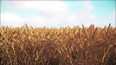 阳光下的金色麦穗视频的预览图